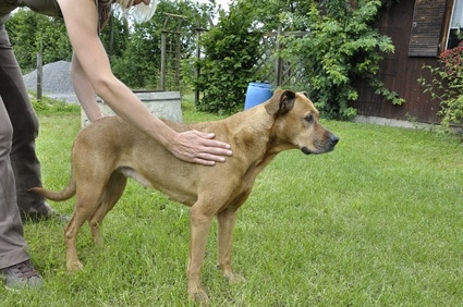 Massage beim Hund